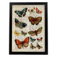 Poster de Colección de mariposas. Láminas de mariposas. Decoración de mariposas y polillas.-Artwork-Nacnic-A4-Marco Negro-Nacnic Estudio SL