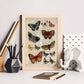 Poster de Colección de mariposas. Láminas de mariposas. Decoración de mariposas y polillas.-Artwork-Nacnic-Nacnic Estudio SL