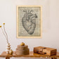 Poster de Corazon anatomico. Láminas románticas de amor con definiciones. Ilustraciones para tu pareja, familia, mujer, ...-Artwork-Nacnic-Nacnic Estudio SL