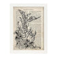 Poster de Fenix blanco y negro. Láminas de animales con definiciones. Ilustraciones de animales con textos.-Artwork-Nacnic-Nacnic Estudio SL