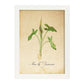 Poster de flores vintage. Lámina Arum lily 2 con diseño vintage.-Artwork-Nacnic-A3-Marco Blanco-Nacnic Estudio SL