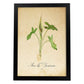Poster de flores vintage. Lámina Arum lily 2 con diseño vintage.-Artwork-Nacnic-A4-Marco Negro-Nacnic Estudio SL