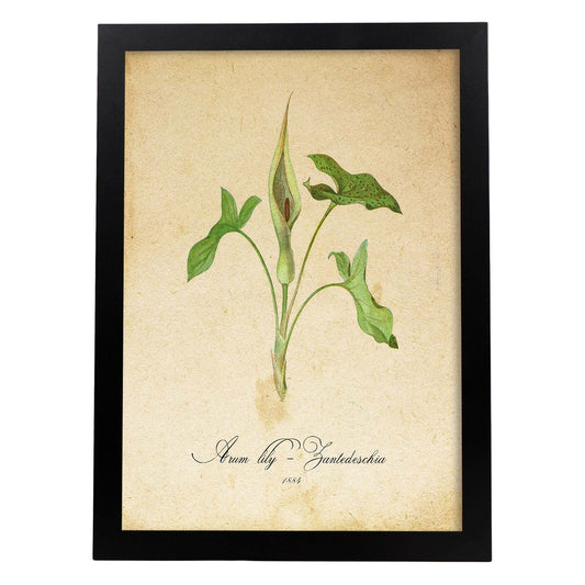 Poster de flores vintage. Lámina Arum lily 2 con diseño vintage.-Artwork-Nacnic-A4-Marco Negro-Nacnic Estudio SL