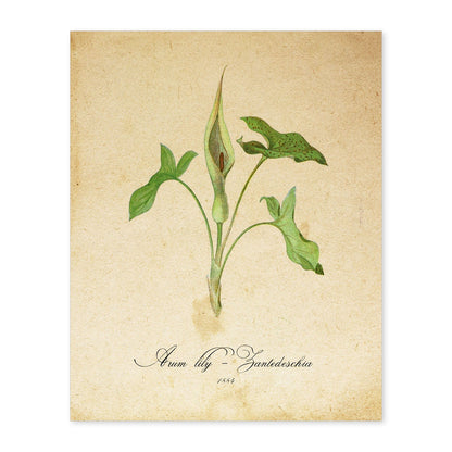 Poster de flores vintage. Lámina Arum lily 2 con diseño vintage.-Artwork-Nacnic-A4-Sin marco-Nacnic Estudio SL