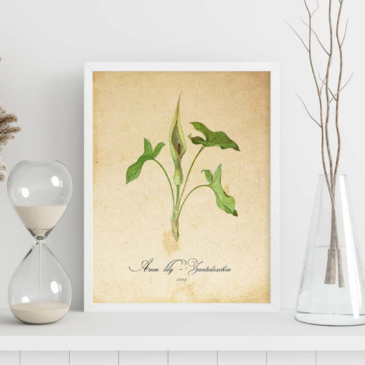 Poster de flores vintage. Lámina Arum lily 2 con diseño vintage.-Artwork-Nacnic-Nacnic Estudio SL