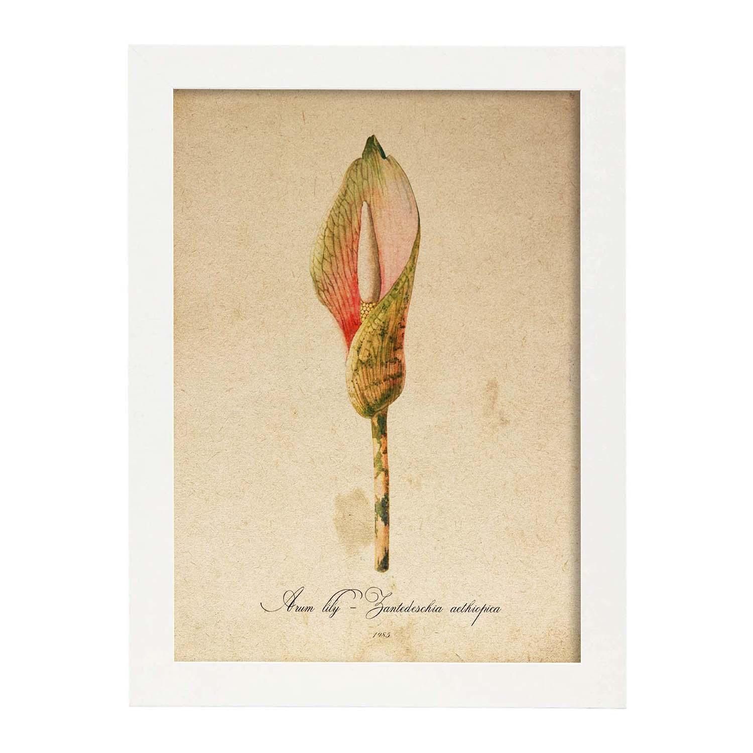 Poster de flores vintage. Lámina Arum lily con diseño vintage.-Artwork-Nacnic-A3-Marco Blanco-Nacnic Estudio SL