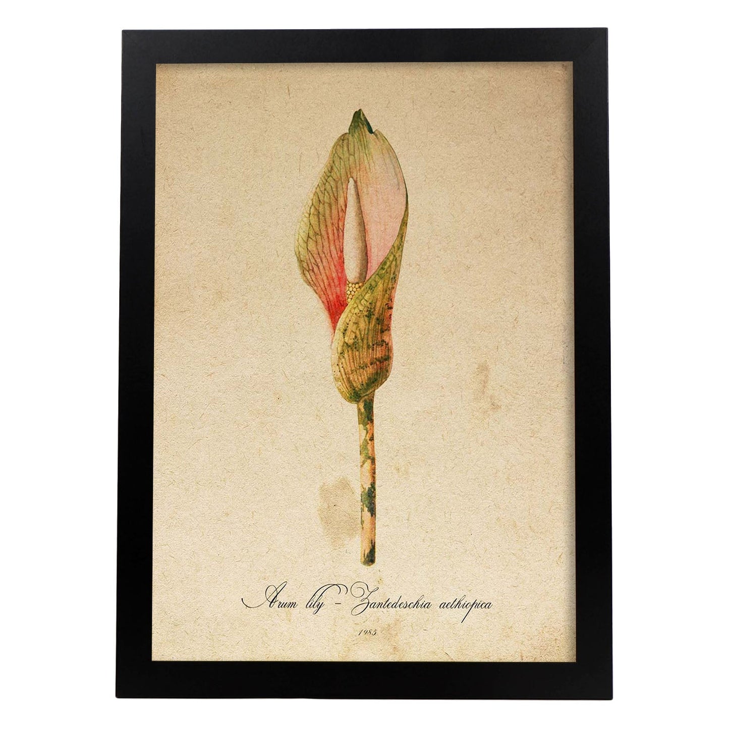 Poster de flores vintage. Lámina Arum lily con diseño vintage.-Artwork-Nacnic-A3-Marco Negro-Nacnic Estudio SL