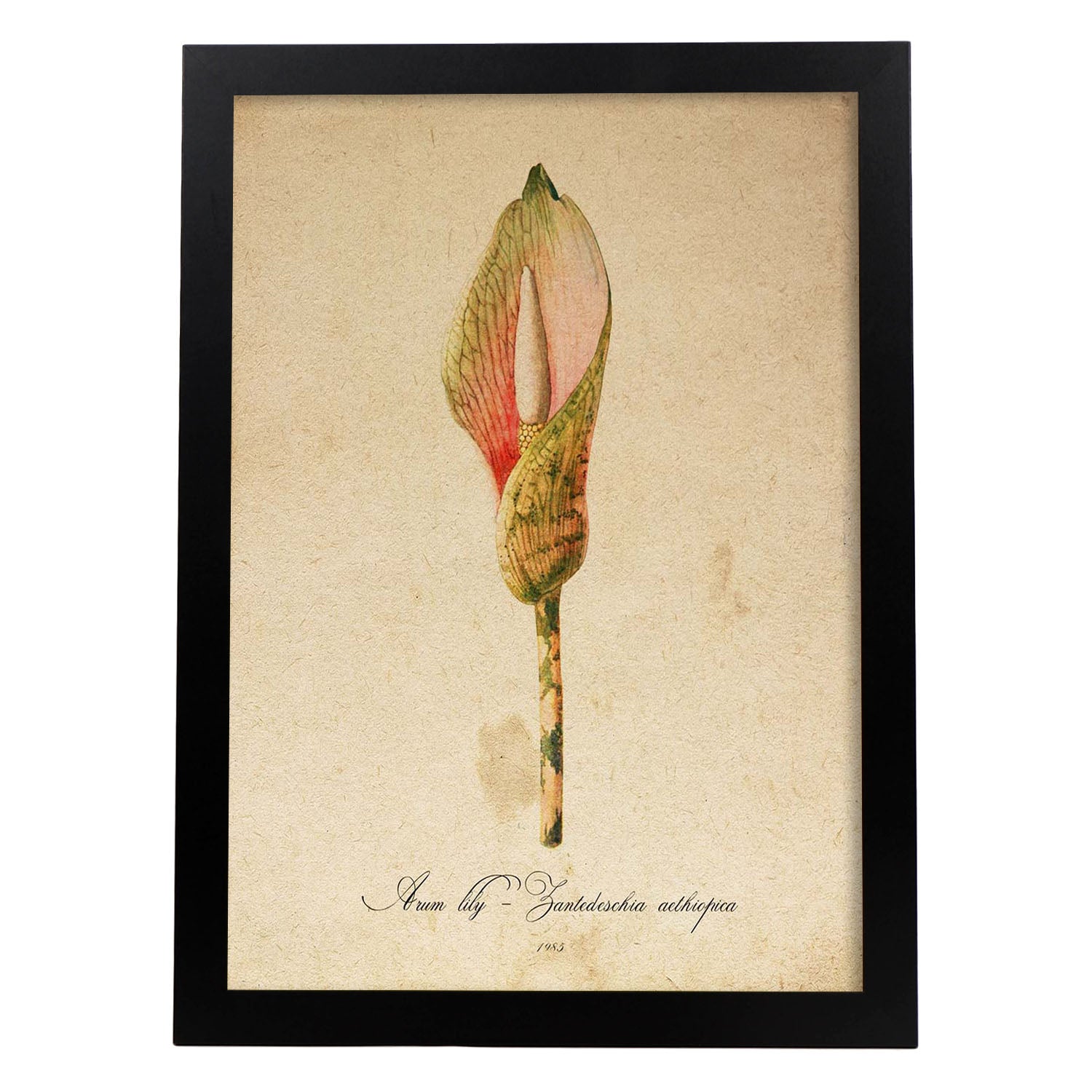 Poster de flores vintage. Lámina Arum lily con diseño vintage.-Artwork-Nacnic-A3-Marco Negro-Nacnic Estudio SL