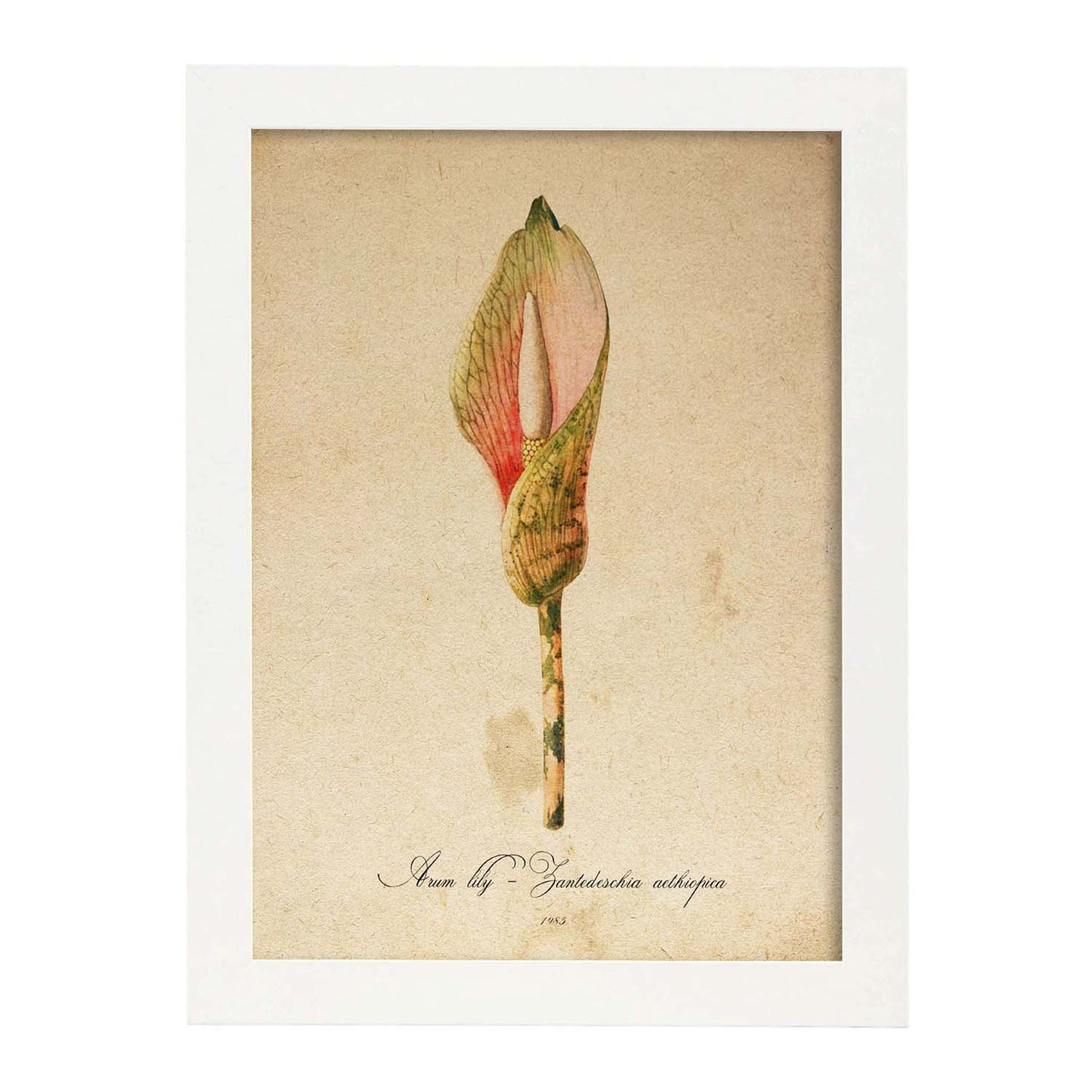 Poster de flores vintage. Lámina Arum lily con diseño vintage.-Artwork-Nacnic-A4-Marco Blanco-Nacnic Estudio SL