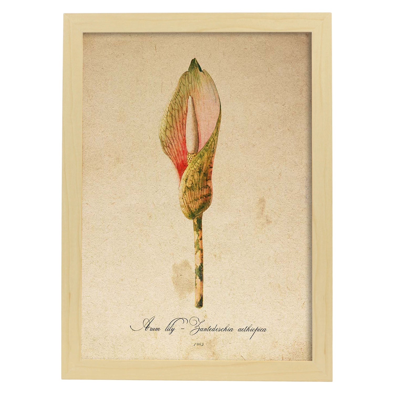 Poster de flores vintage. Lámina Arum lily con diseño vintage.-Artwork-Nacnic-A4-Marco Madera clara-Nacnic Estudio SL