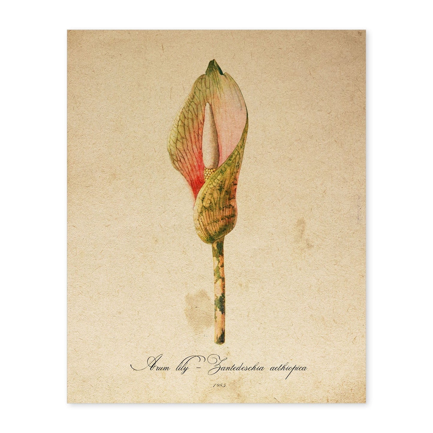 Poster de flores vintage. Lámina Arum lily con diseño vintage.-Artwork-Nacnic-A4-Sin marco-Nacnic Estudio SL
