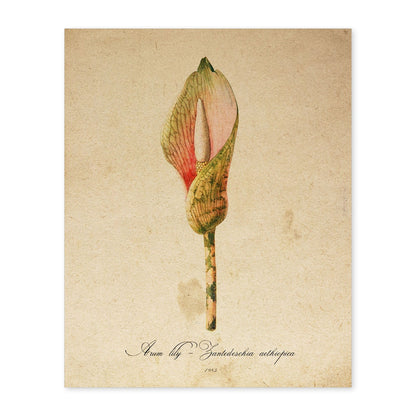 Poster de flores vintage. Lámina Arum lily con diseño vintage.-Artwork-Nacnic-A4-Sin marco-Nacnic Estudio SL