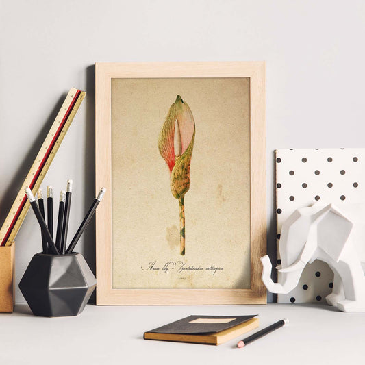 Poster de flores vintage. Lámina Arum lily con diseño vintage.-Artwork-Nacnic-Nacnic Estudio SL