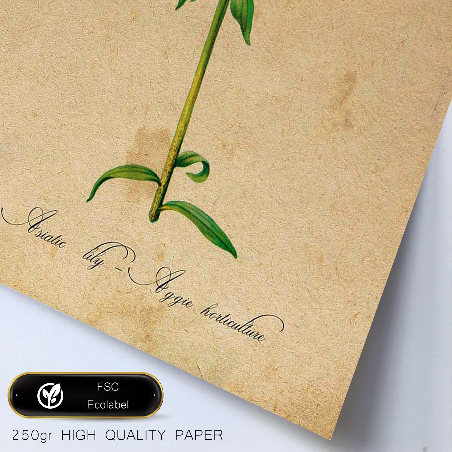 Poster de flores vintage. Lámina Asiatic Lily - Aggie Horticulture con diseño vintage.-Artwork-Nacnic-Nacnic Estudio SL