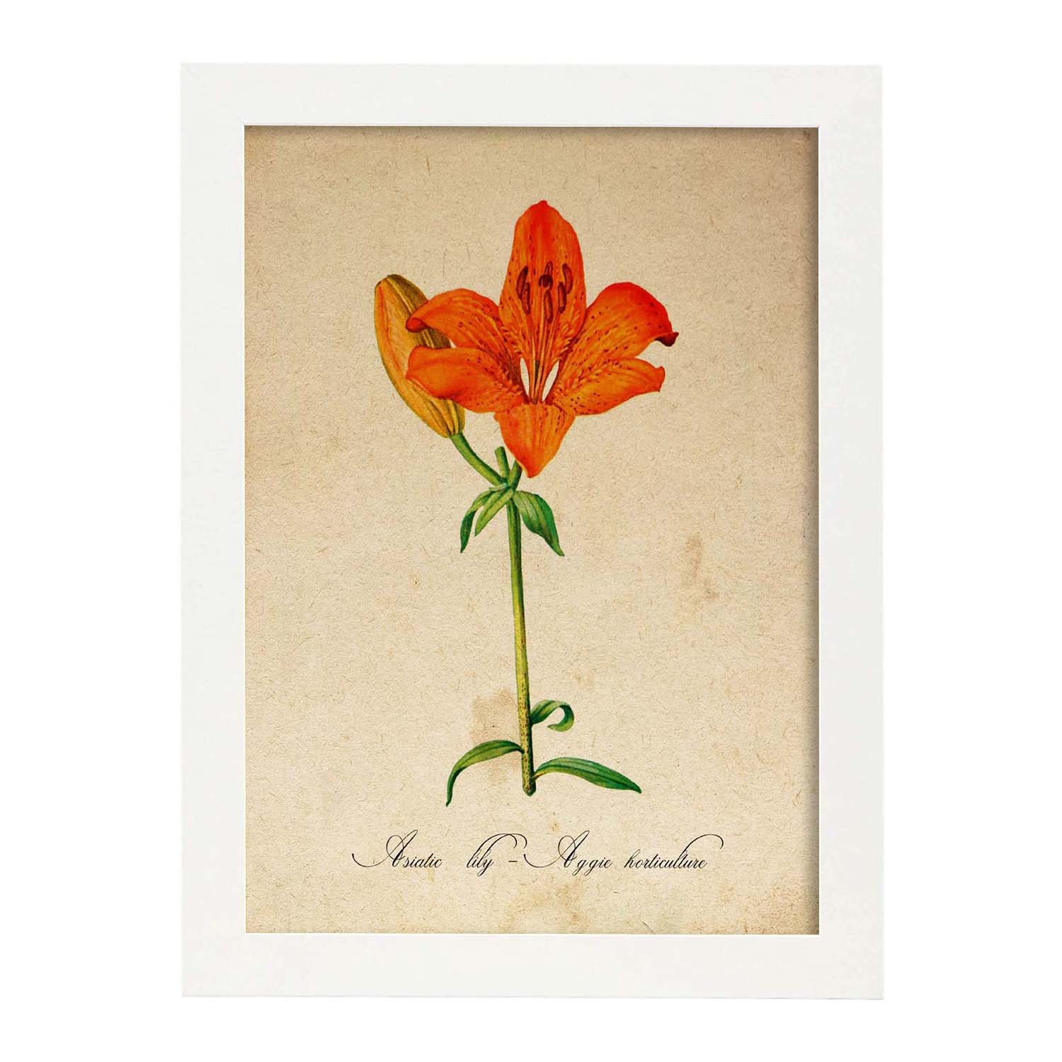 Poster de flores vintage. Lámina Asiatic Lily - Aggie Horticulture con diseño vintage.-Artwork-Nacnic-A3-Marco Blanco-Nacnic Estudio SL