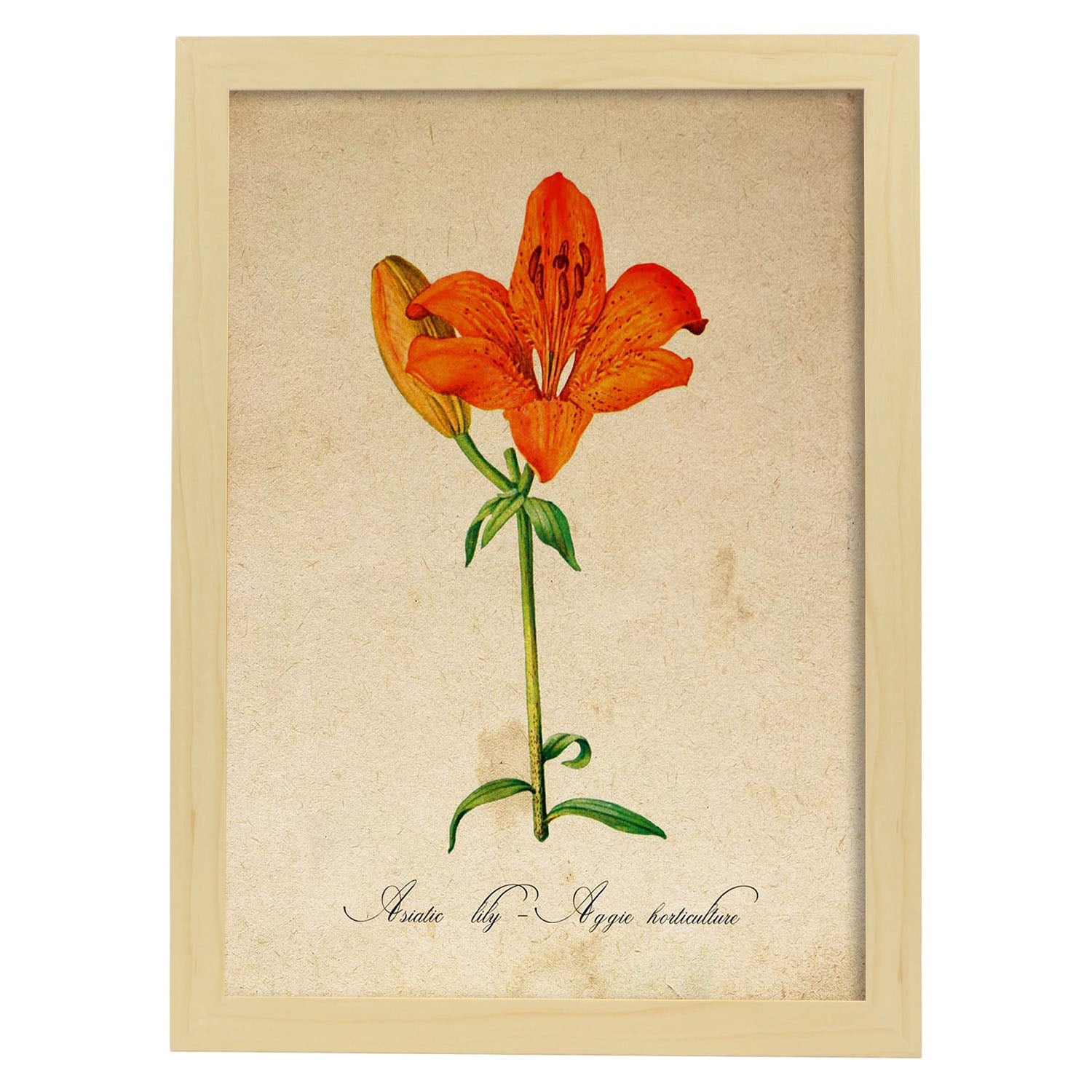 Poster de flores vintage. Lámina Asiatic Lily - Aggie Horticulture con diseño vintage.-Artwork-Nacnic-A3-Marco Madera clara-Nacnic Estudio SL