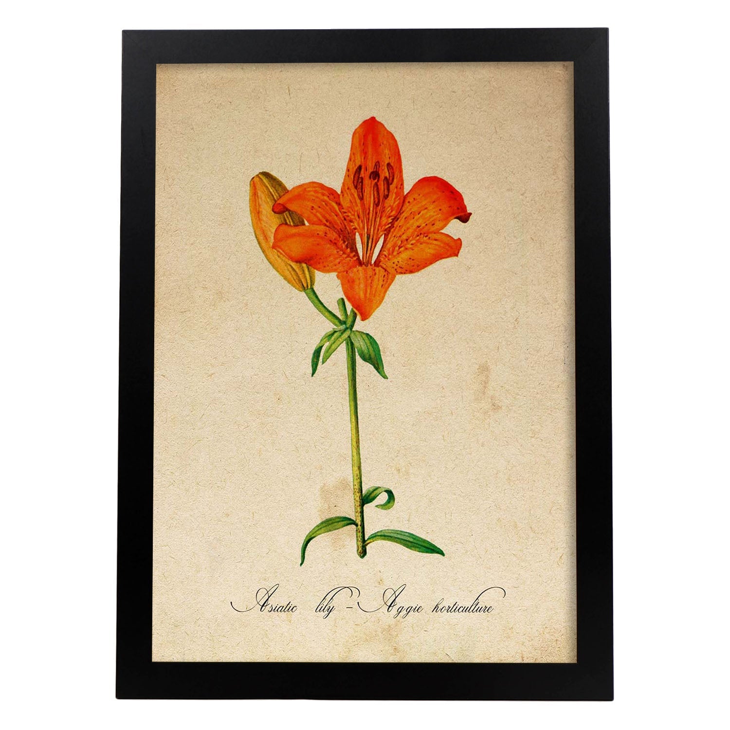 Poster de flores vintage. Lámina Asiatic Lily - Aggie Horticulture con diseño vintage.-Artwork-Nacnic-A3-Marco Negro-Nacnic Estudio SL