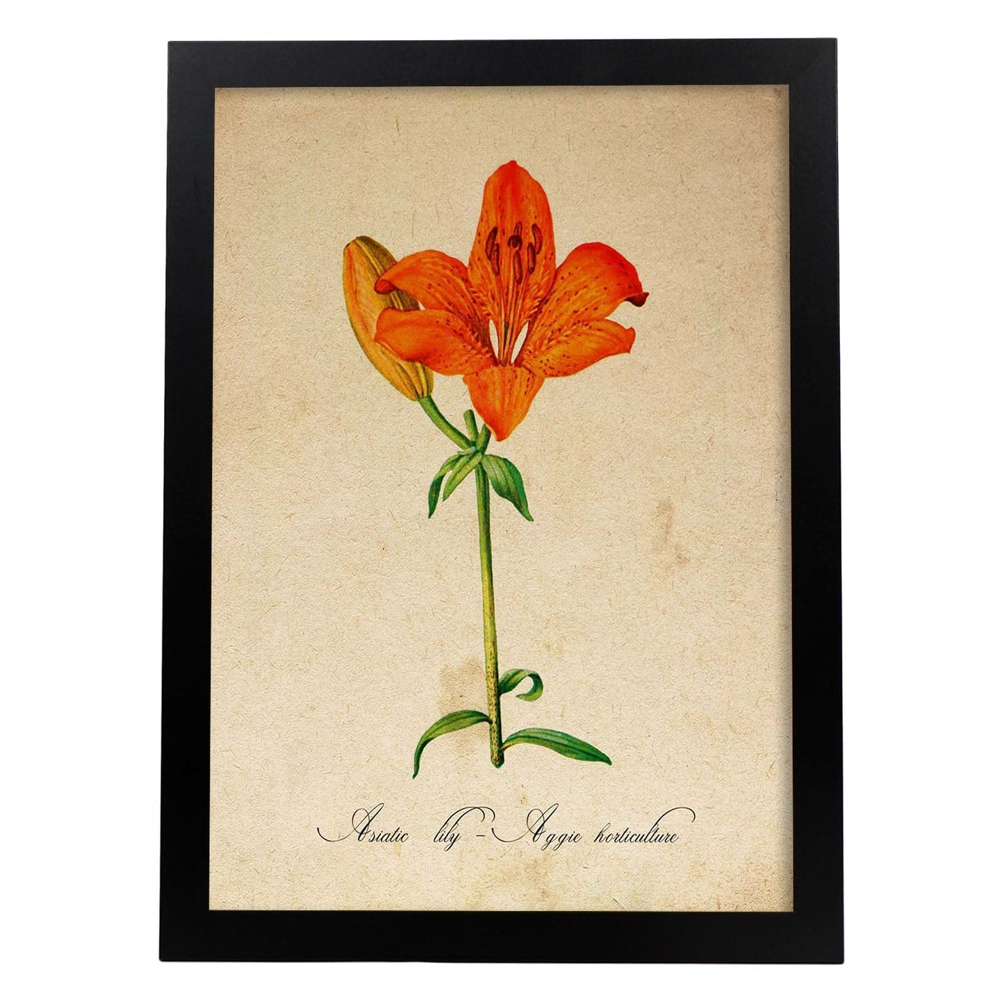 Poster de flores vintage. Lámina Asiatic Lily - Aggie Horticulture con diseño vintage.-Artwork-Nacnic-A4-Marco Negro-Nacnic Estudio SL