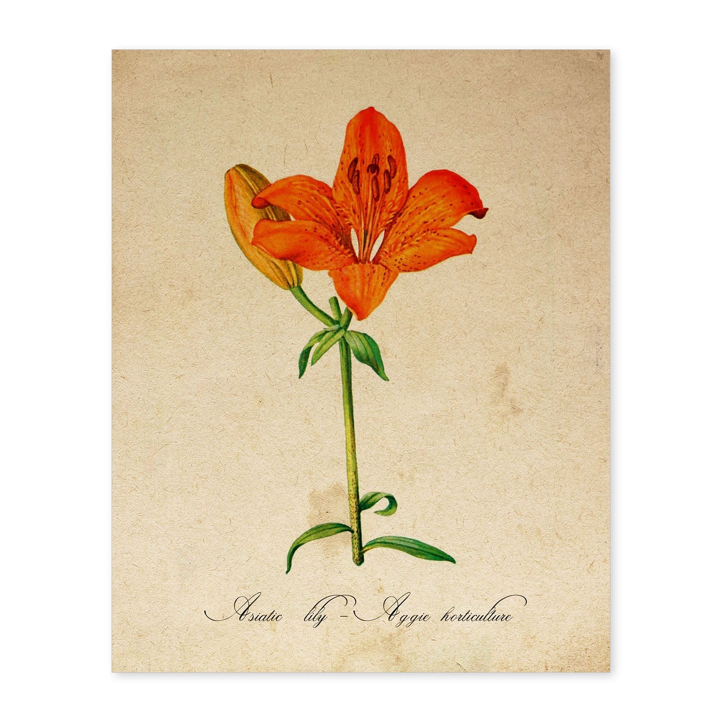 Poster de flores vintage. Lámina Asiatic Lily - Aggie Horticulture con diseño vintage.-Artwork-Nacnic-A4-Sin marco-Nacnic Estudio SL