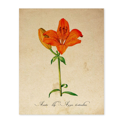 Poster de flores vintage. Lámina Asiatic Lily - Aggie Horticulture con diseño vintage.-Artwork-Nacnic-A4-Sin marco-Nacnic Estudio SL