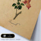 Poster de flores vintage. Lámina Bougainville con diseño vintage.-Artwork-Nacnic-Nacnic Estudio SL