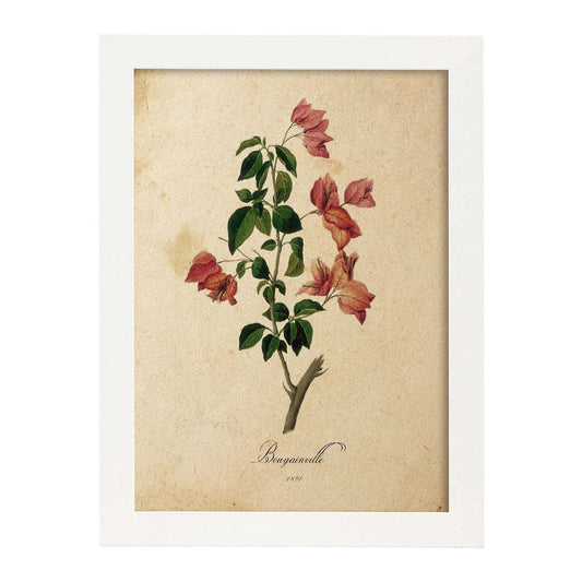 Poster de flores vintage. Lámina Bougainville con diseño vintage.-Artwork-Nacnic-A4-Marco Blanco-Nacnic Estudio SL