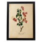 Poster de flores vintage. Lámina Bougainville con diseño vintage.-Artwork-Nacnic-A4-Marco Negro-Nacnic Estudio SL