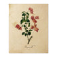 Poster de flores vintage. Lámina Bougainville con diseño vintage.-Artwork-Nacnic-A4-Sin marco-Nacnic Estudio SL