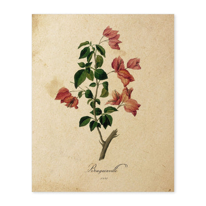 Poster de flores vintage. Lámina Bougainville con diseño vintage.-Artwork-Nacnic-A4-Sin marco-Nacnic Estudio SL
