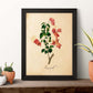 Poster de flores vintage. Lámina Bougainville con diseño vintage.-Artwork-Nacnic-Nacnic Estudio SL