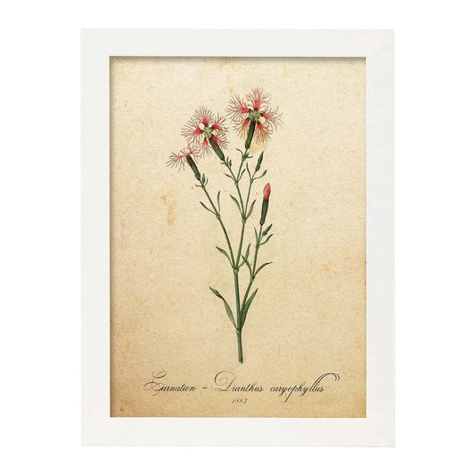 Poster de flores vintage. Lámina Carnation 2 con diseño vintage.-Artwork-Nacnic-A4-Marco Blanco-Nacnic Estudio SL