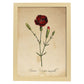 Poster de flores vintage. Lámina Carnation con diseño vintage.-Artwork-Nacnic-A3-Marco Madera clara-Nacnic Estudio SL