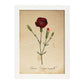 Poster de flores vintage. Lámina Carnation con diseño vintage.-Artwork-Nacnic-A4-Marco Blanco-Nacnic Estudio SL