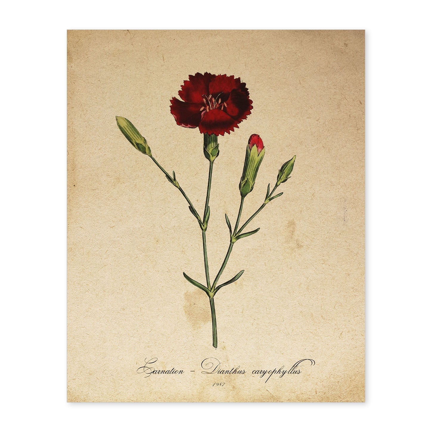Poster de flores vintage. Lámina Carnation con diseño vintage.-Artwork-Nacnic-A4-Sin marco-Nacnic Estudio SL