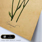 Poster de flores vintage. Lámina Chamomile con diseño vintage.-Artwork-Nacnic-Nacnic Estudio SL