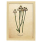 Poster de flores vintage. Lámina Chamomile con diseño vintage.-Artwork-Nacnic-A3-Marco Madera clara-Nacnic Estudio SL