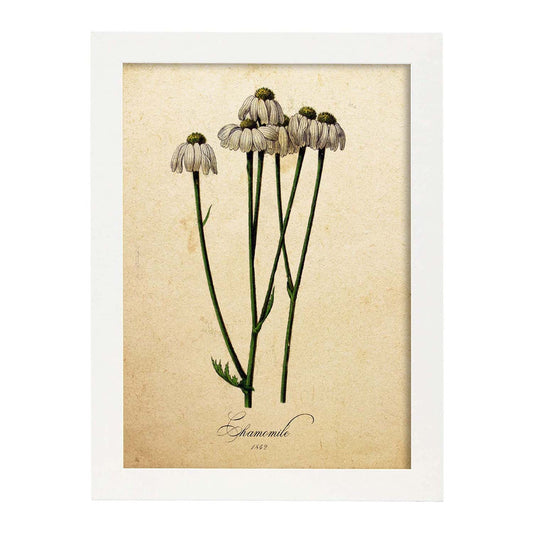 Poster de flores vintage. Lámina Chamomile con diseño vintage.-Artwork-Nacnic-A4-Marco Blanco-Nacnic Estudio SL