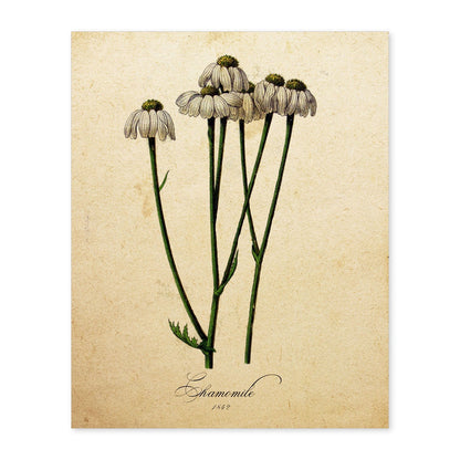 Poster de flores vintage. Lámina Chamomile con diseño vintage.-Artwork-Nacnic-A4-Sin marco-Nacnic Estudio SL