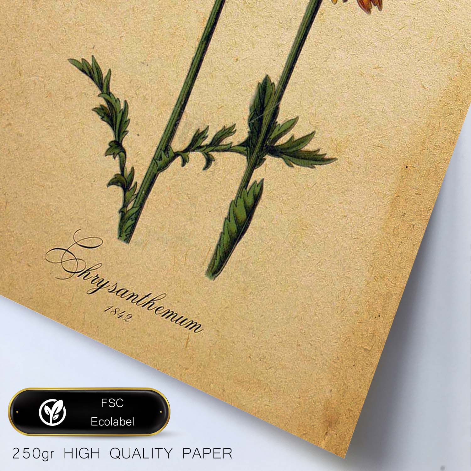 Poster de flores vintage. Lámina Chrysanthemum con diseño vintage.-Artwork-Nacnic-Nacnic Estudio SL