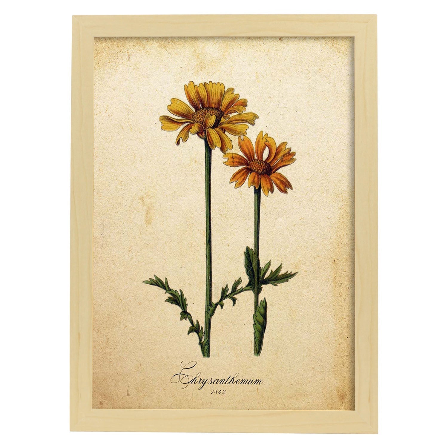 Poster de flores vintage. Lámina Chrysanthemum con diseño vintage.-Artwork-Nacnic-A3-Marco Madera clara-Nacnic Estudio SL