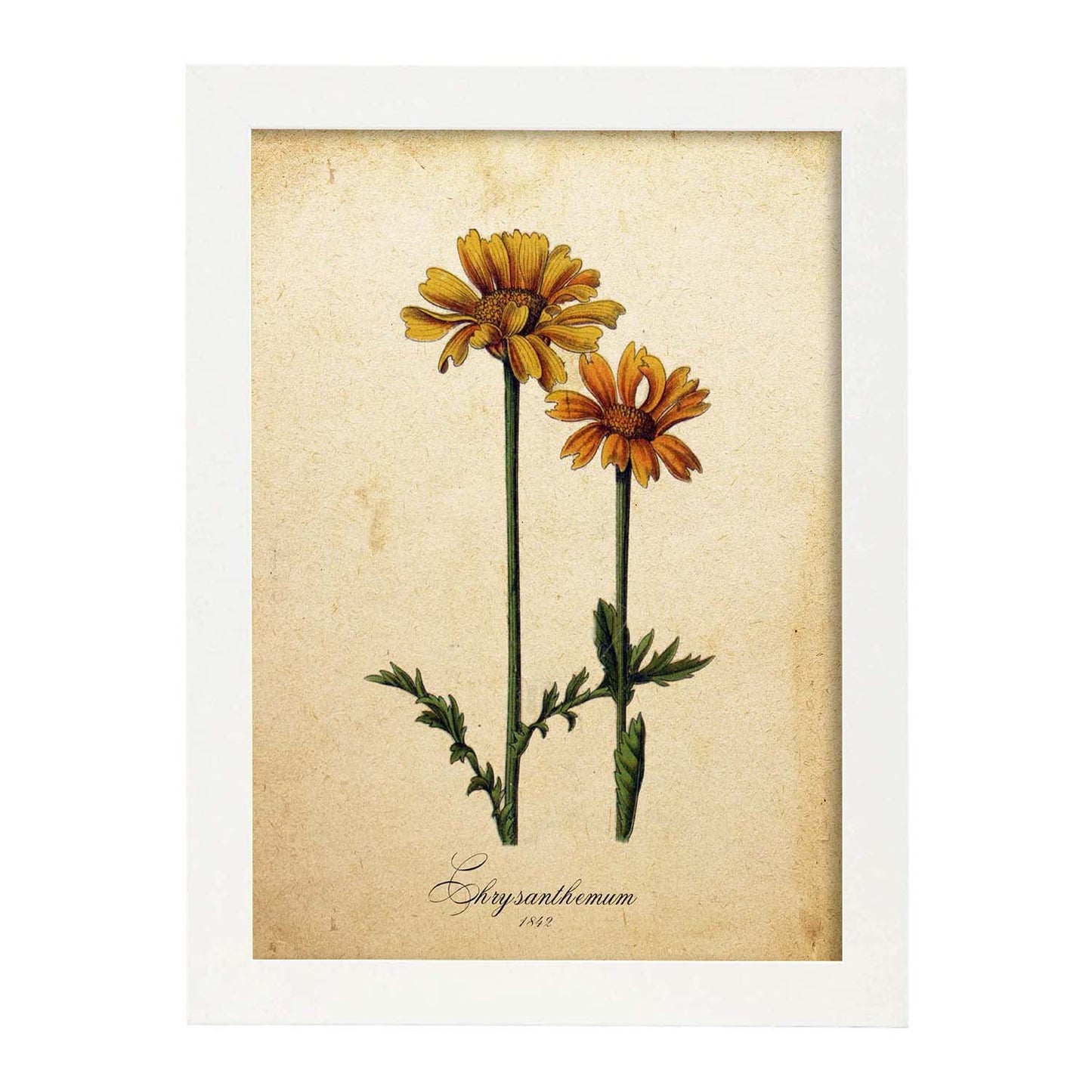 Poster de flores vintage. Lámina Chrysanthemum con diseño vintage.-Artwork-Nacnic-A4-Marco Blanco-Nacnic Estudio SL