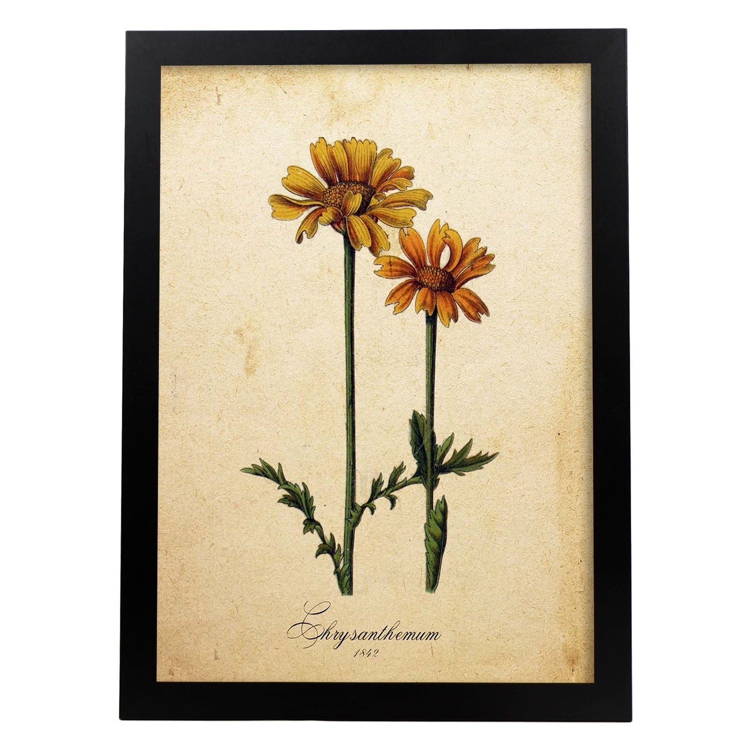 Poster de flores vintage. Lámina Chrysanthemum con diseño vintage.-Artwork-Nacnic-A4-Marco Negro-Nacnic Estudio SL