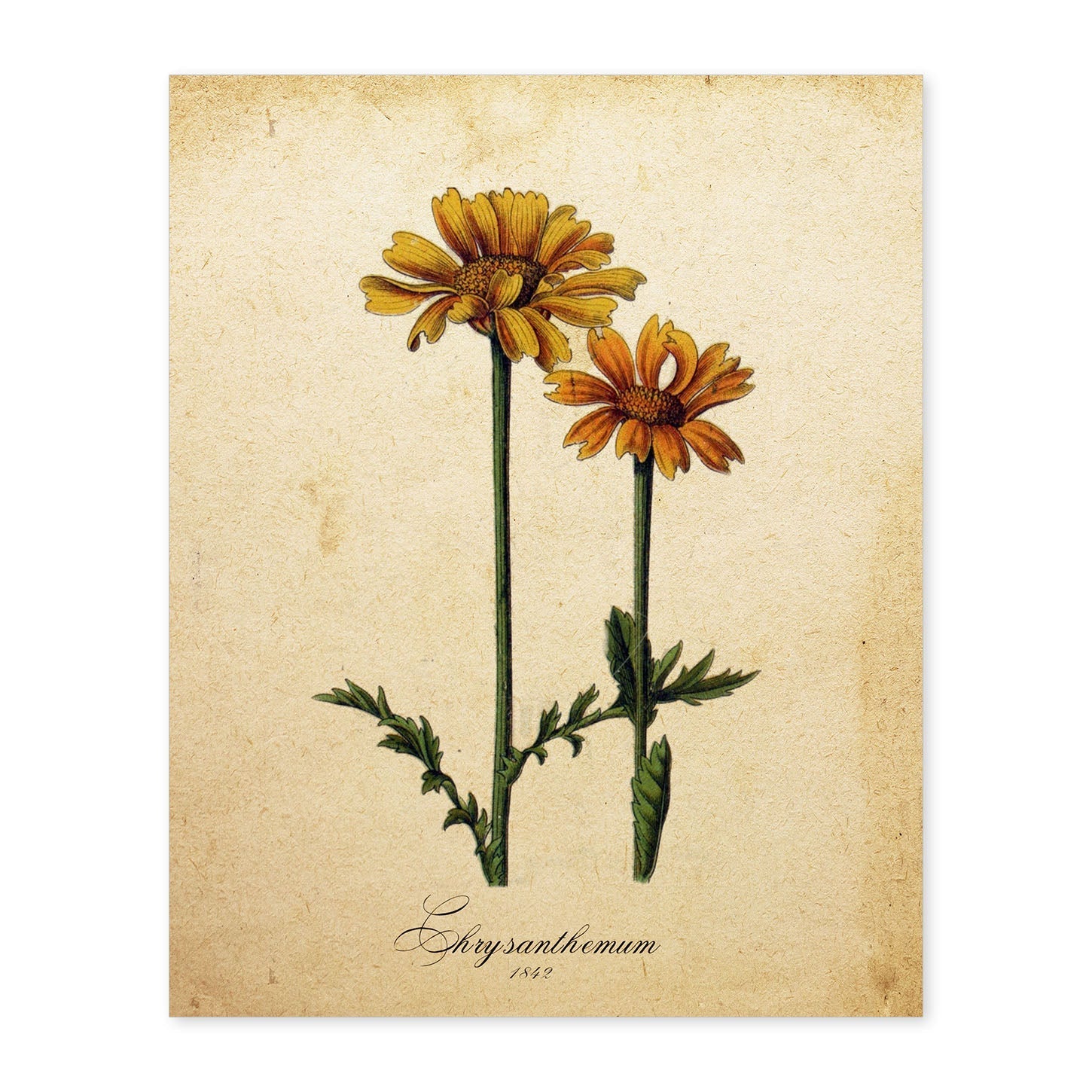 Poster de flores vintage. Lámina Chrysanthemum con diseño vintage.-Artwork-Nacnic-A4-Sin marco-Nacnic Estudio SL