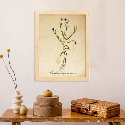 Poster de flores vintage. Lámina Cornflower con diseño vintage.-Artwork-Nacnic-Nacnic Estudio SL