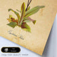 Poster de flores vintage. Lámina Cymbidium Orchids con diseño vintage.-Artwork-Nacnic-Nacnic Estudio SL