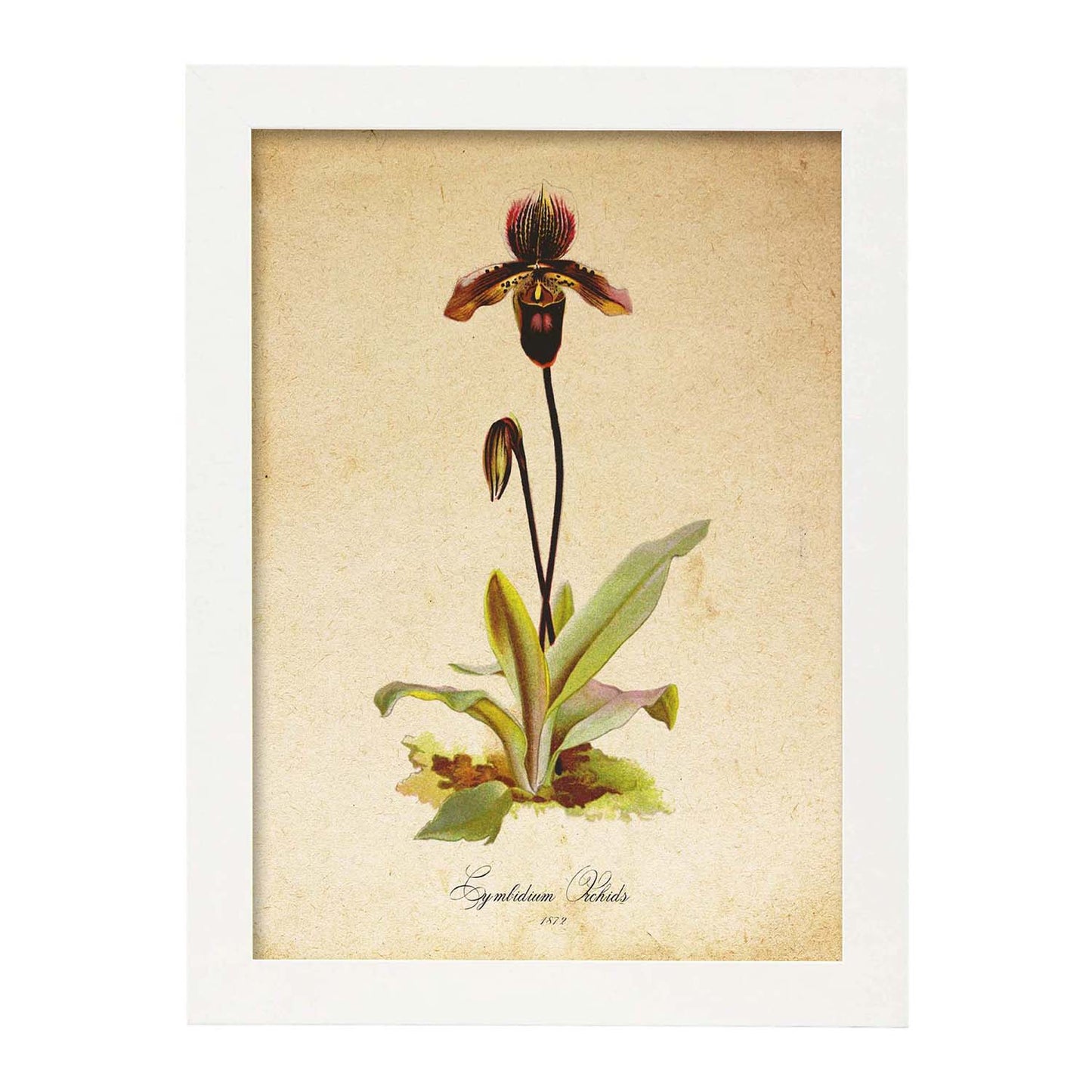 Poster de flores vintage. Lámina Cymbidium Orchids con diseño vintage.-Artwork-Nacnic-A3-Marco Blanco-Nacnic Estudio SL