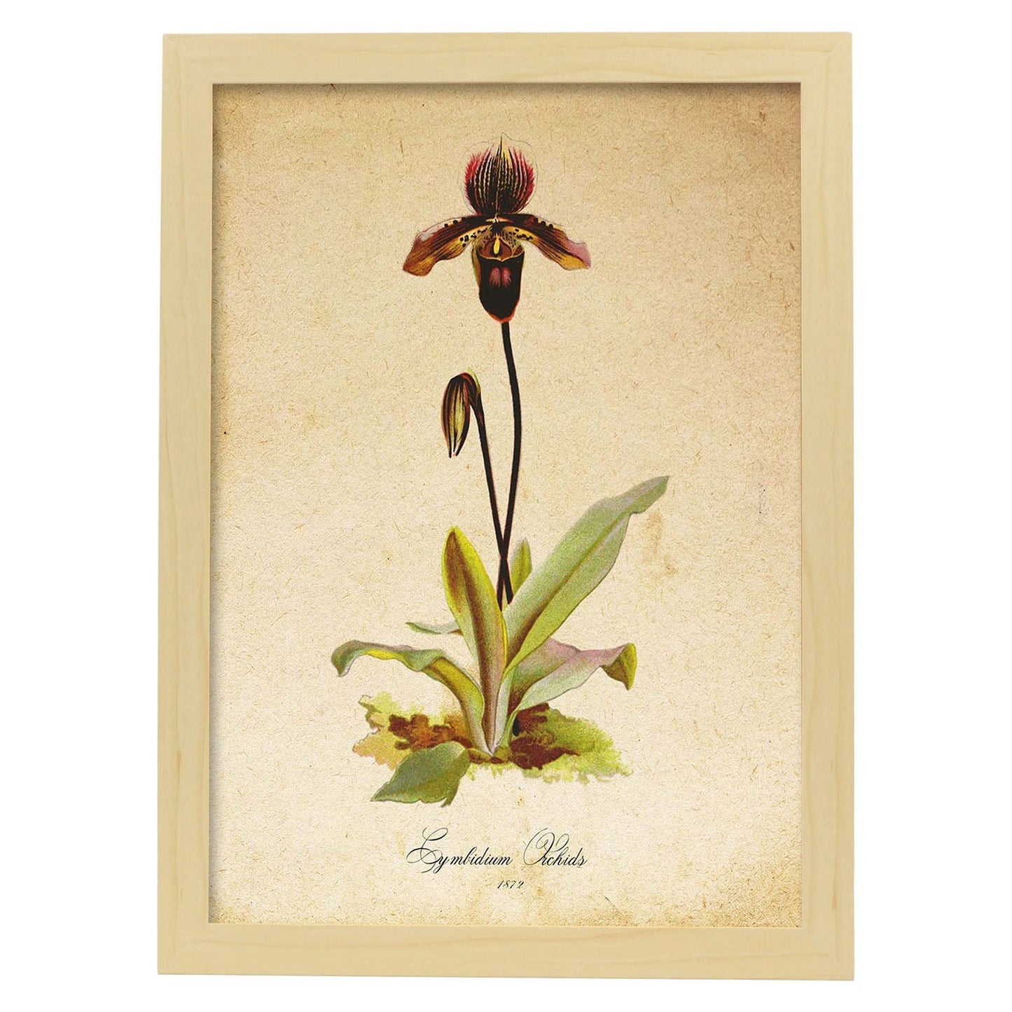 Poster de flores vintage. Lámina Cymbidium Orchids con diseño vintage.-Artwork-Nacnic-A3-Marco Madera clara-Nacnic Estudio SL