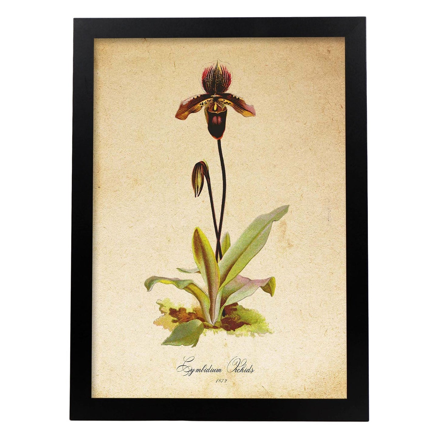 Poster de flores vintage. Lámina Cymbidium Orchids con diseño vintage.-Artwork-Nacnic-A3-Marco Negro-Nacnic Estudio SL