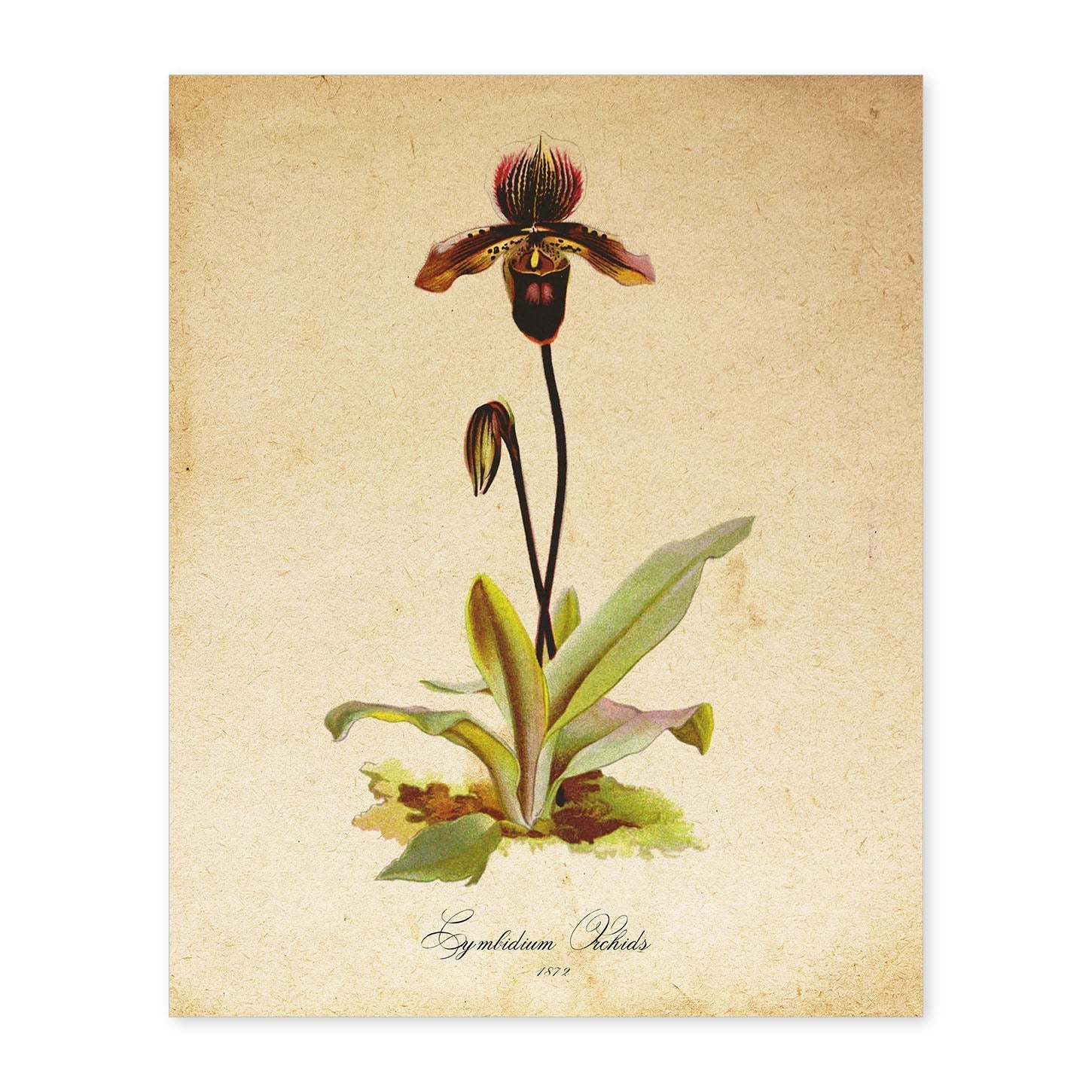 Poster de flores vintage. Lámina Cymbidium Orchids con diseño vintage.-Artwork-Nacnic-A4-Sin marco-Nacnic Estudio SL