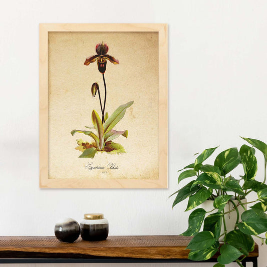 Poster de flores vintage. Lámina Cymbidium Orchids con diseño vintage.-Artwork-Nacnic-Nacnic Estudio SL